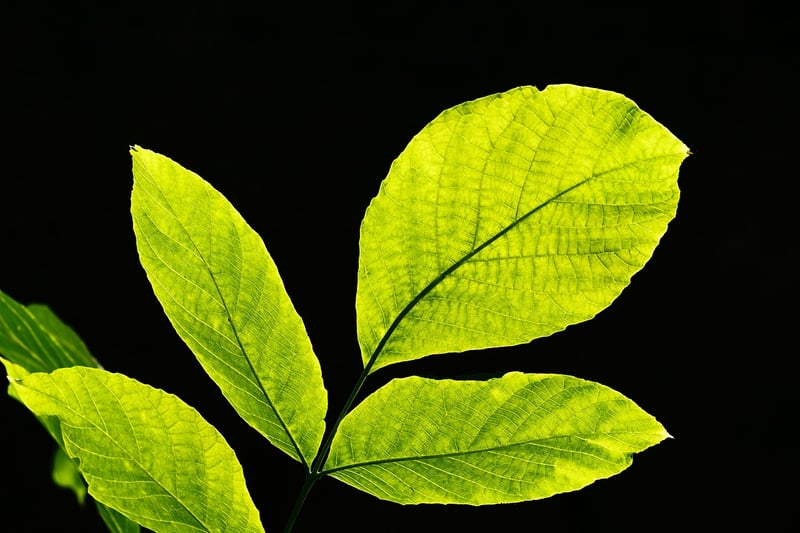 Plantable Favors